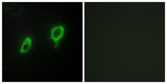 14-3-3 γ Rabbit Polyclonal Antibody