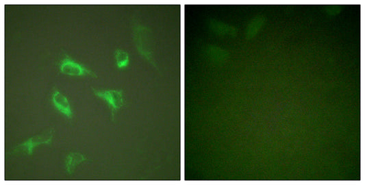 14-3-3 ζ Rabbit Polyclonal Antibody