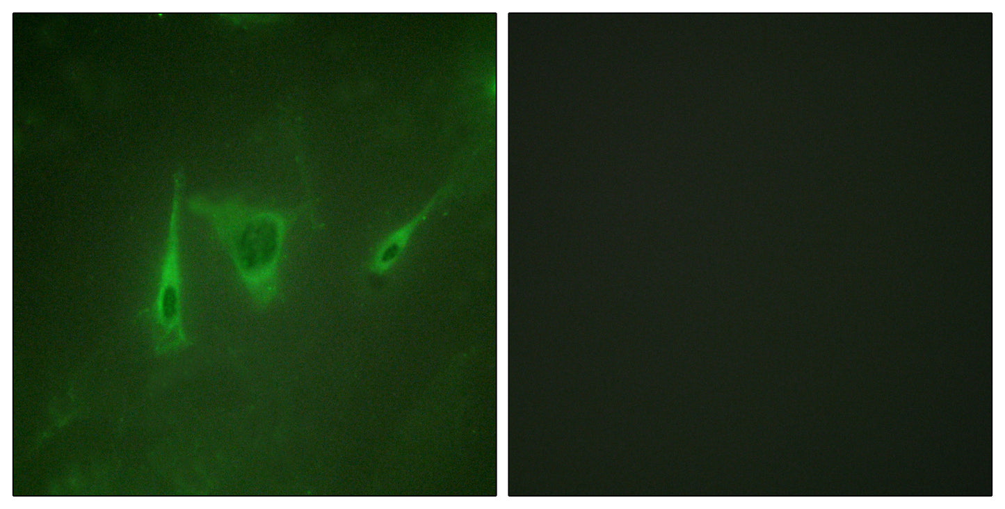 14-3-3 ζ/δ Rabbit Polyclonal Antibody