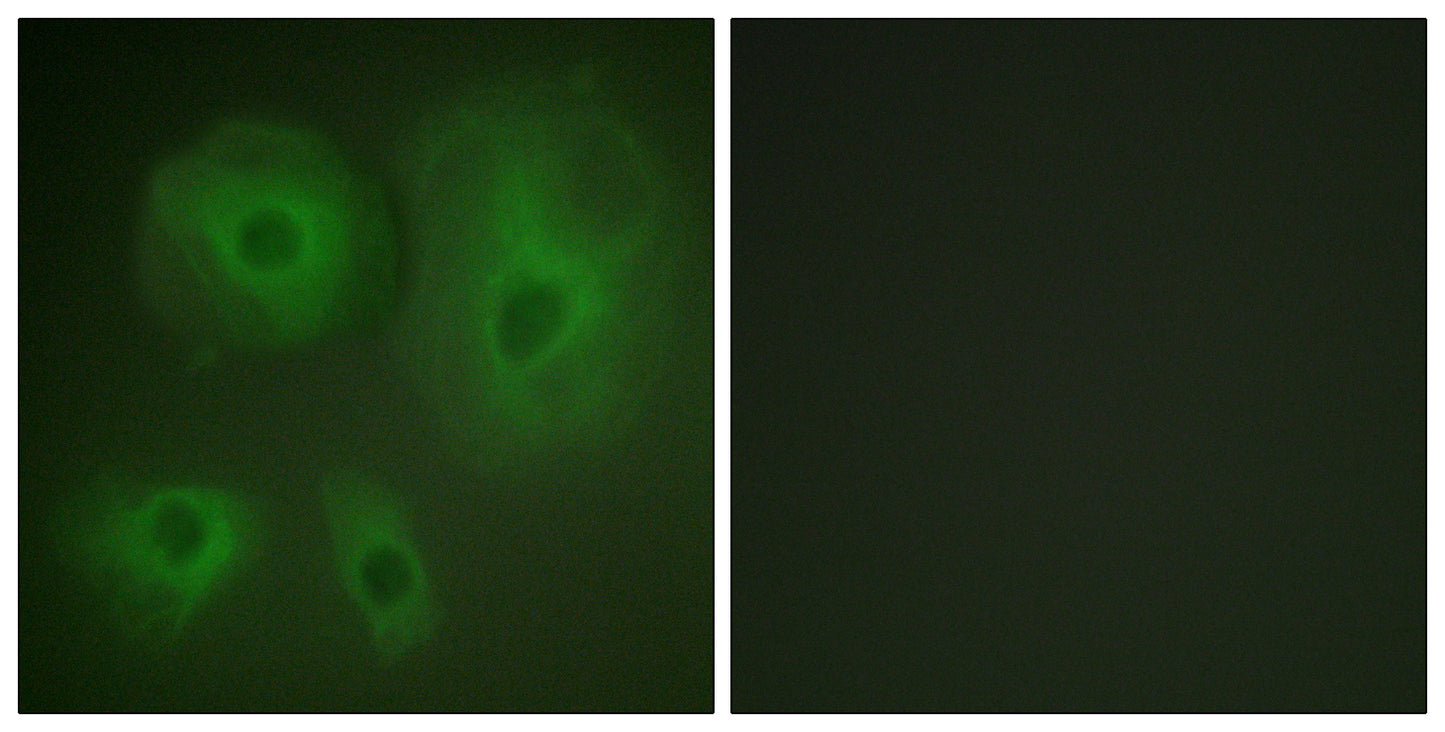 14-3-3 θ/τ Rabbit Polyclonal Antibody