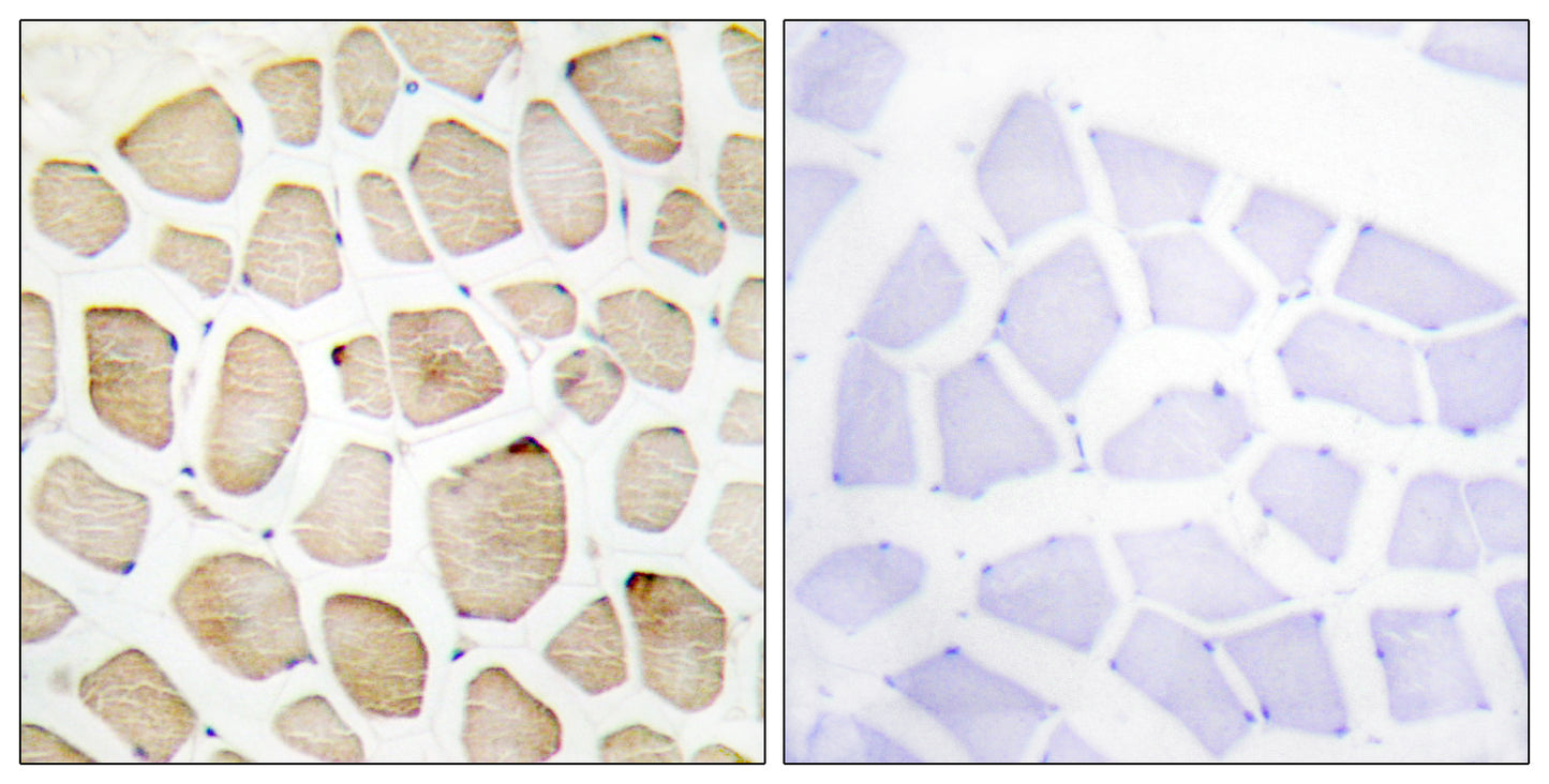 3pK Rabbit Polyclonal Antibody