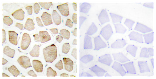 3pK Rabbit Polyclonal Antibody