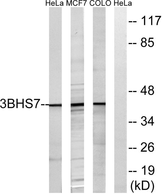 3β-HSD7 Rabbit Polyclonal Antibody