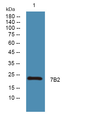 7B2 Rabbit Polyclonal Antibody