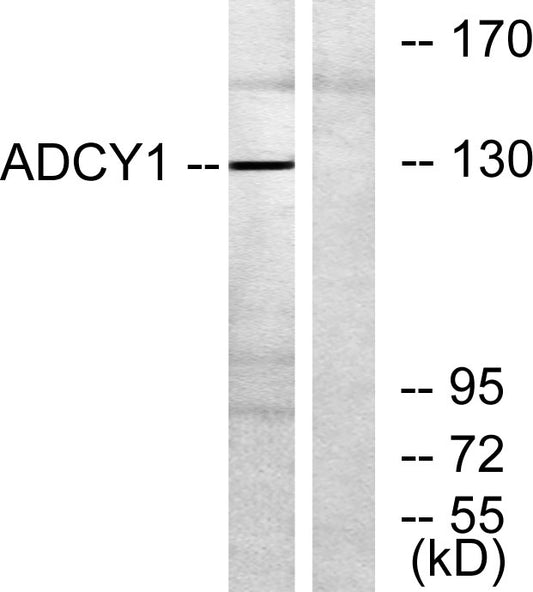A Cyclase I Rabbit Polyclonal Antibody