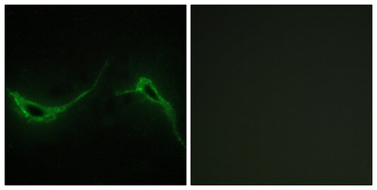A Cyclase VII Rabbit Polyclonal Antibody