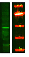 AAA1 Rabbit Polyclonal Antibody