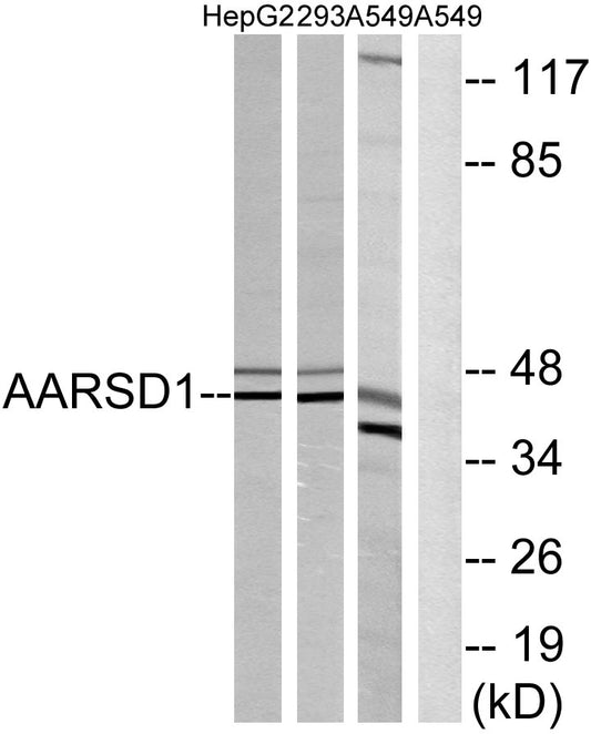 AARSD1 Rabbit Polyclonal Antibody