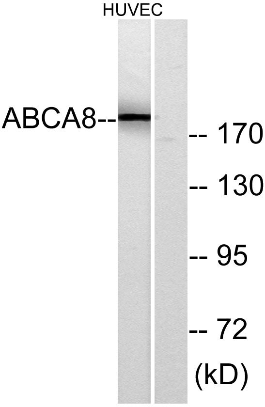 ABCA8 Rabbit Polyclonal Antibody
