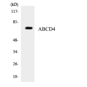 ABCD4 Rabbit Polyclonal Antibody