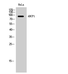 ABCF1 Rabbit Polyclonal Antibody
