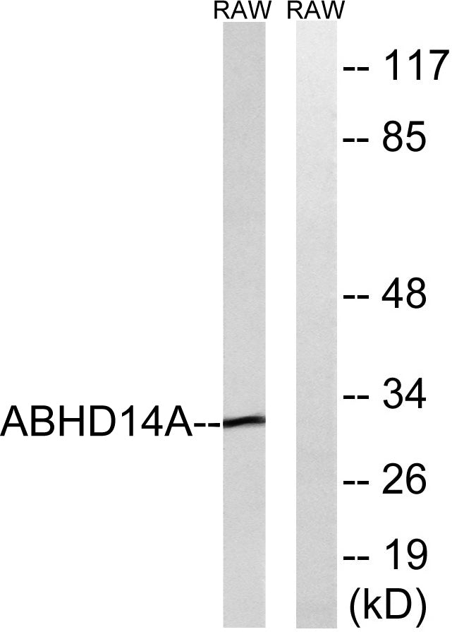 ABHD14A Rabbit Polyclonal Antibody