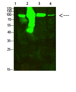 ACO2 Rabbit Polyclonal Antibody