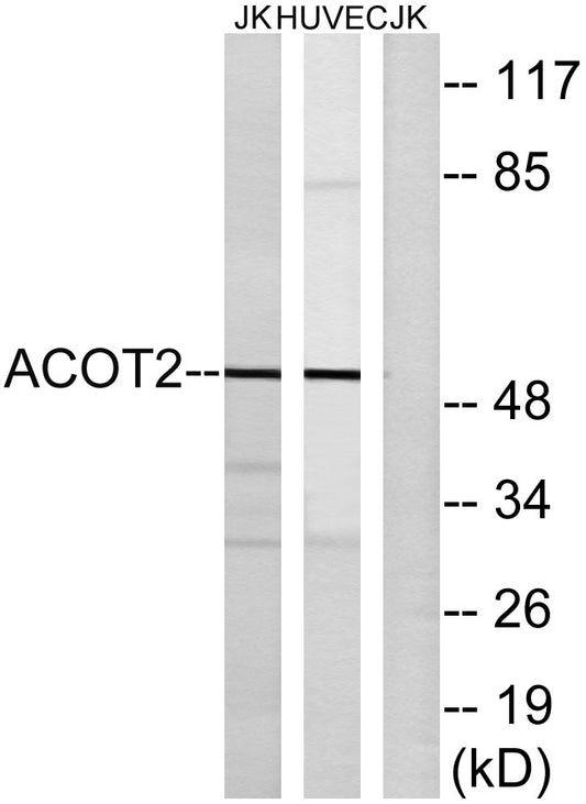 ACOT2 Rabbit Polyclonal Antibody