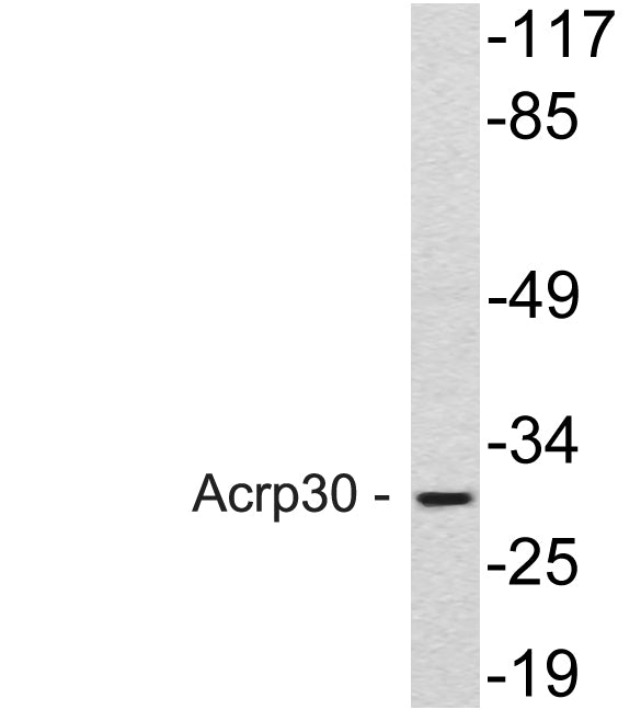 Acrp30 Rabbit Polyclonal Antibody