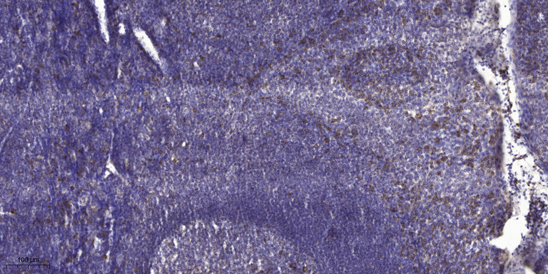 ADAMTS-12 Rabbit Polyclonal Antibody