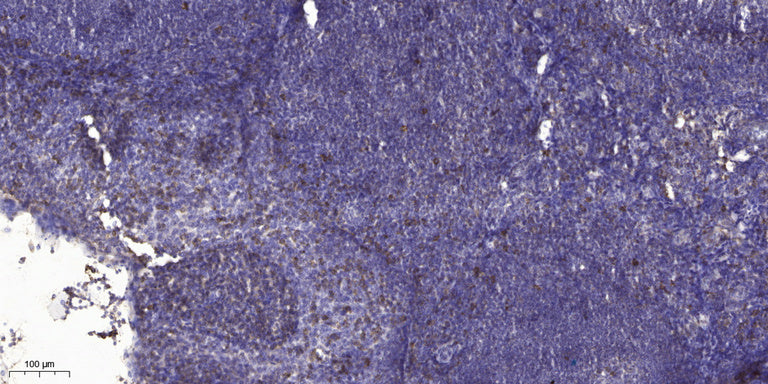 ADAMTS-16 Rabbit Polyclonal Antibody