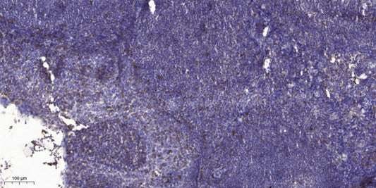 ADAMTS-16 Rabbit Polyclonal Antibody