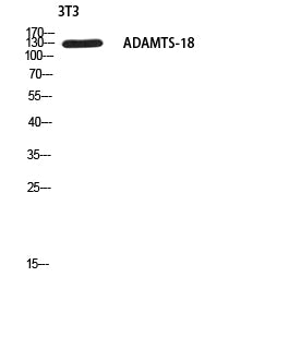 ADAMTS-18 Rabbit Polyclonal Antibody