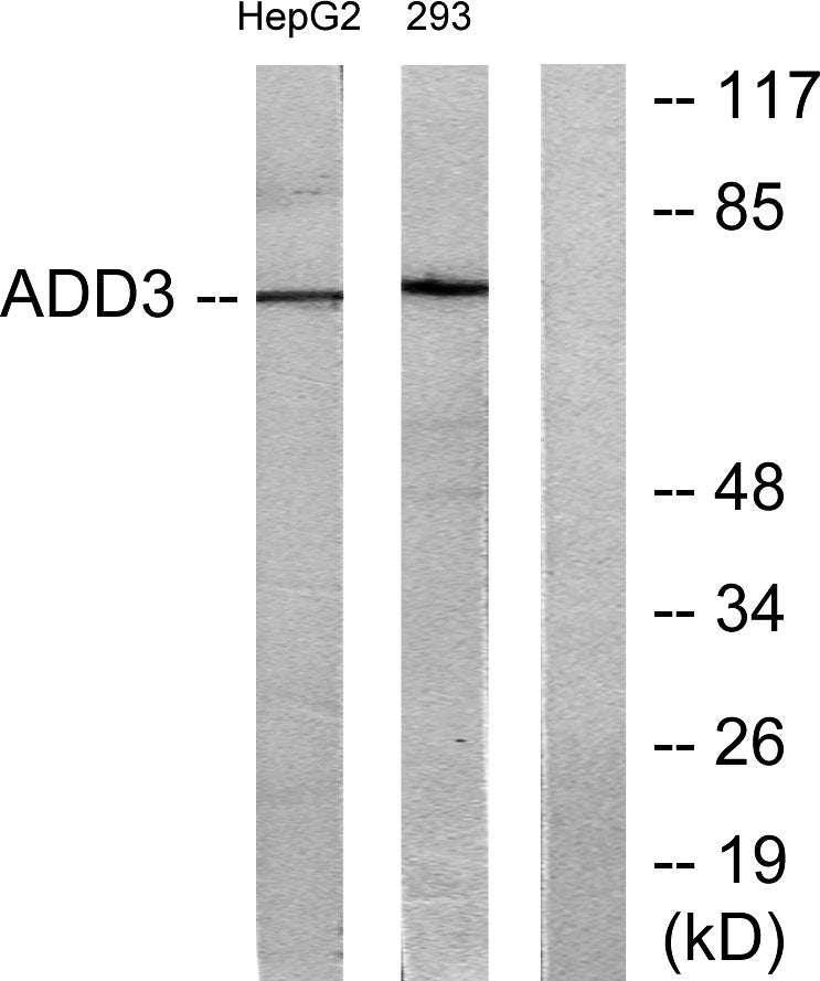 Adducin γ Rabbit Polyclonal Antibody
