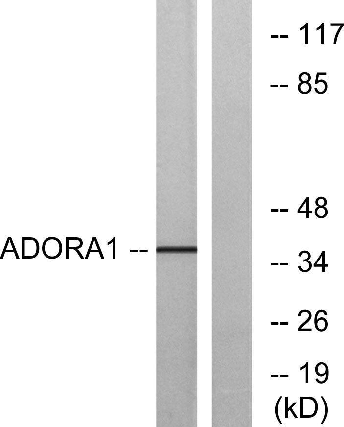 Adenosine A1-R Rabbit Polyclonal Antibody