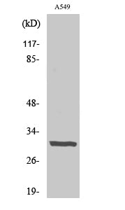 Adiponectin Rabbit Polyclonal Antibody