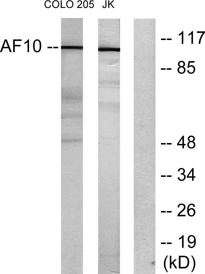 AF-10 Rabbit Polyclonal Antibody