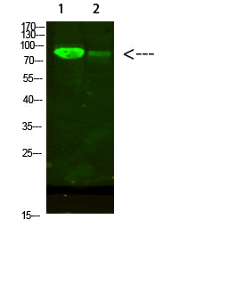 AFG3L2 Rabbit Polyclonal Antibody