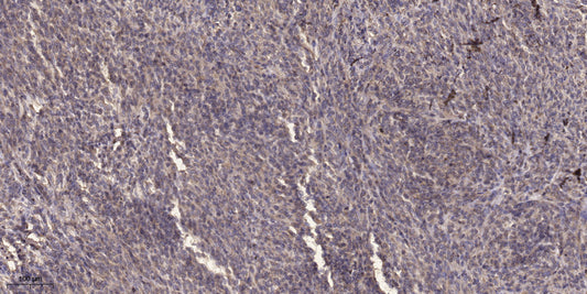 AGS3 Rabbit Polyclonal Antibody