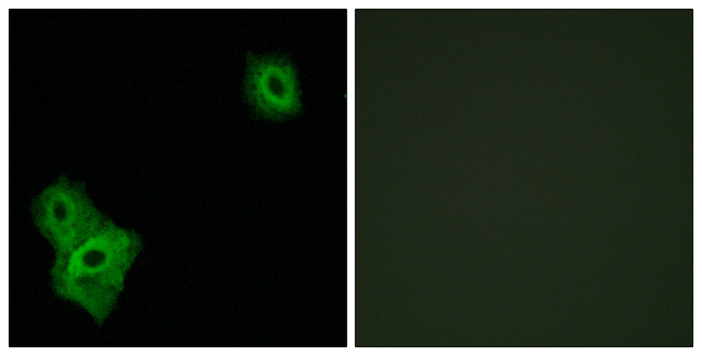 AIFL Rabbit Polyclonal Antibody