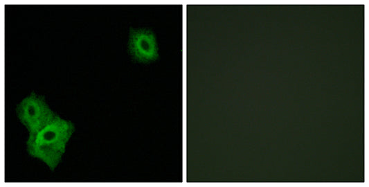 AIFL Rabbit Polyclonal Antibody