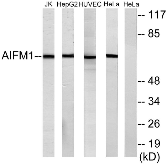 AIF-M1 Rabbit Polyclonal Antibody