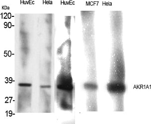 AKR1A1 Rabbit Polyclonal Antibody