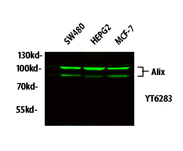 Alix Rabbit Polyclonal Antibody
