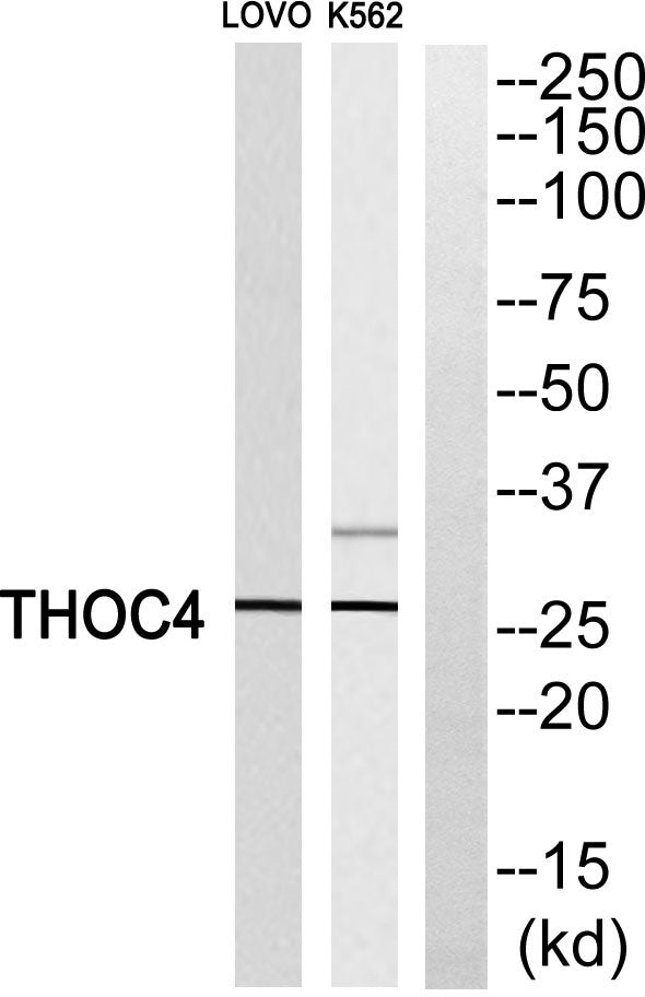 ALY Rabbit Polyclonal Antibody