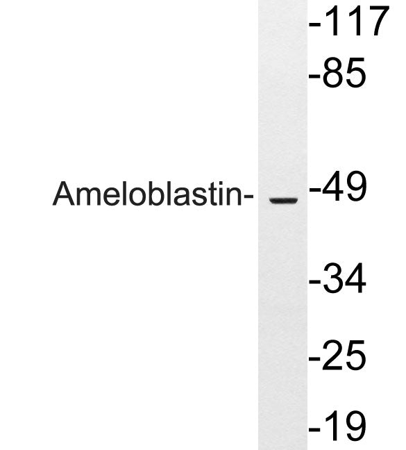 Ameloblastin Rabbit Polyclonal Antibody