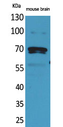 Amphiphysin II Rabbit Polyclonal Antibody