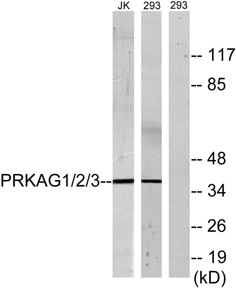 AMPKγ1/2/3 Rabbit Polyclonal Antibody