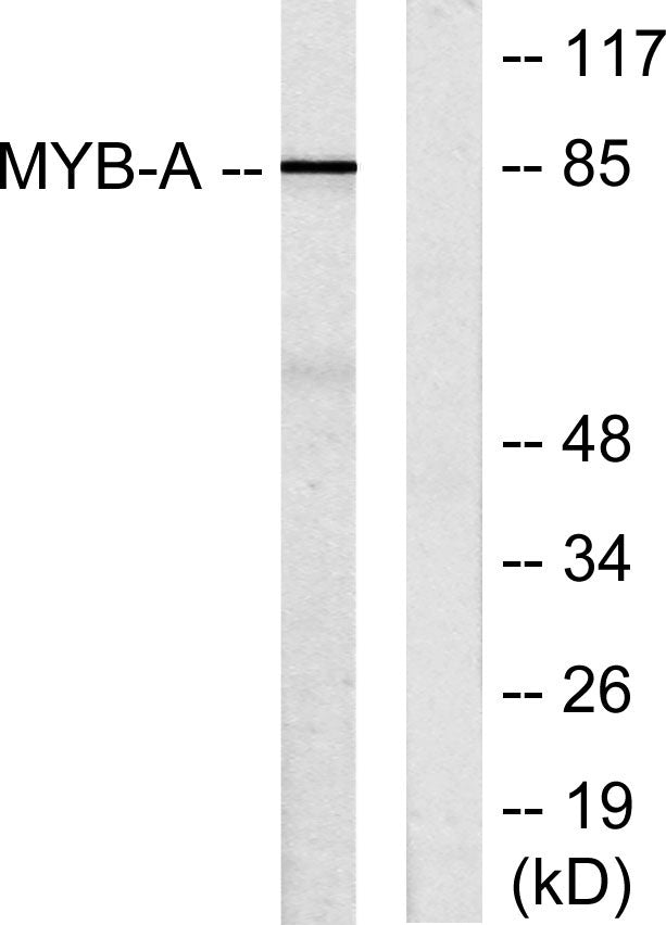 A-Myb Rabbit Polyclonal Antibody
