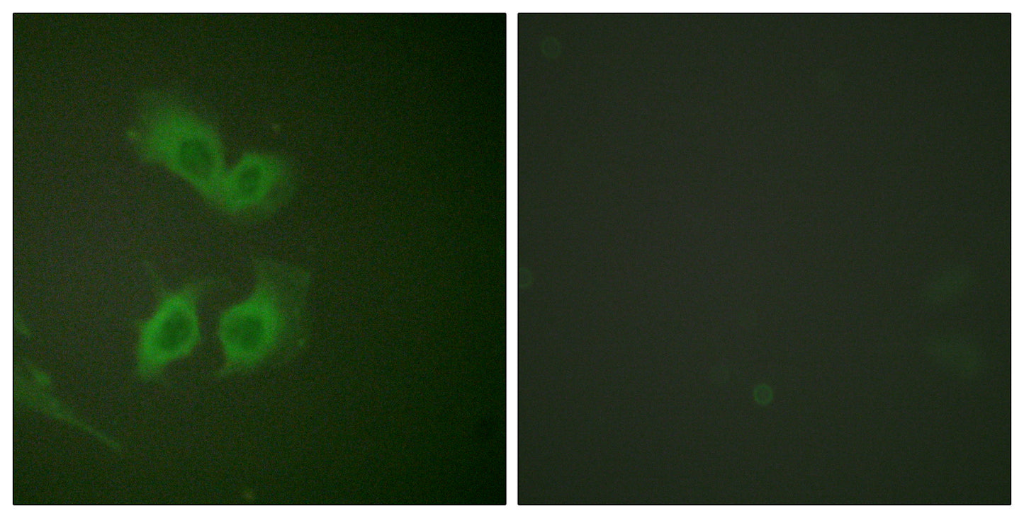 Amyloid-β Rabbit Polyclonal Antibody
