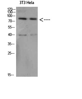 Amyloid-β Rabbit Polyclonal Antibody