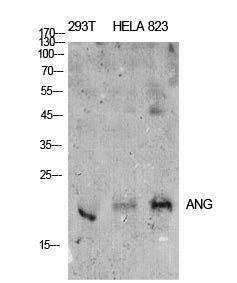 ANG I Rabbit Polyclonal Antibody