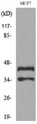 Angptl4 Rabbit Polyclonal Antibody
