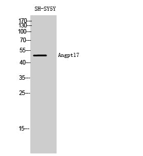 Angptl7 Rabbit Polyclonal Antibody