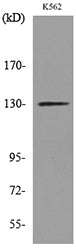 Apaf-1 Rabbit Polyclonal Antibody