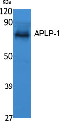 APLP-1 Rabbit Polyclonal Antibody