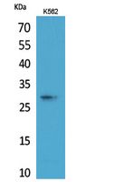 ApoA-I Rabbit Polyclonal Antibody