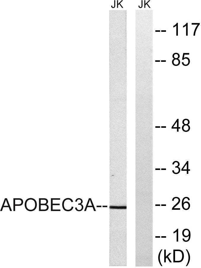 APOBEC3A Rabbit Polyclonal Antibody