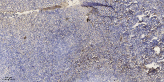 APOC1 Rabbit Polyclonal Antibody