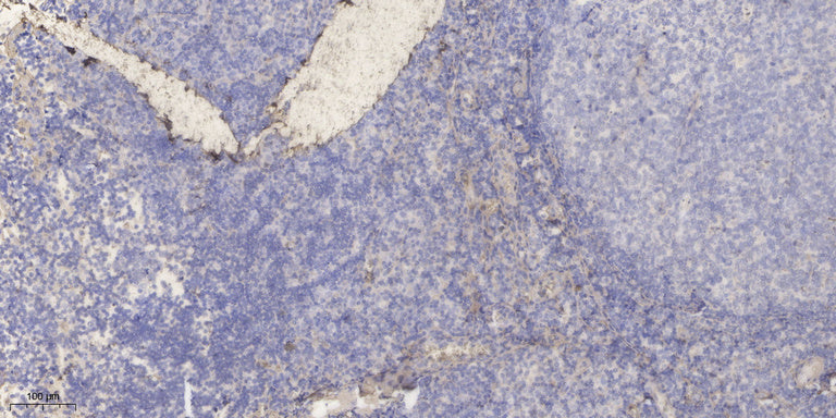 APOC2 Rabbit Polyclonal Antibody